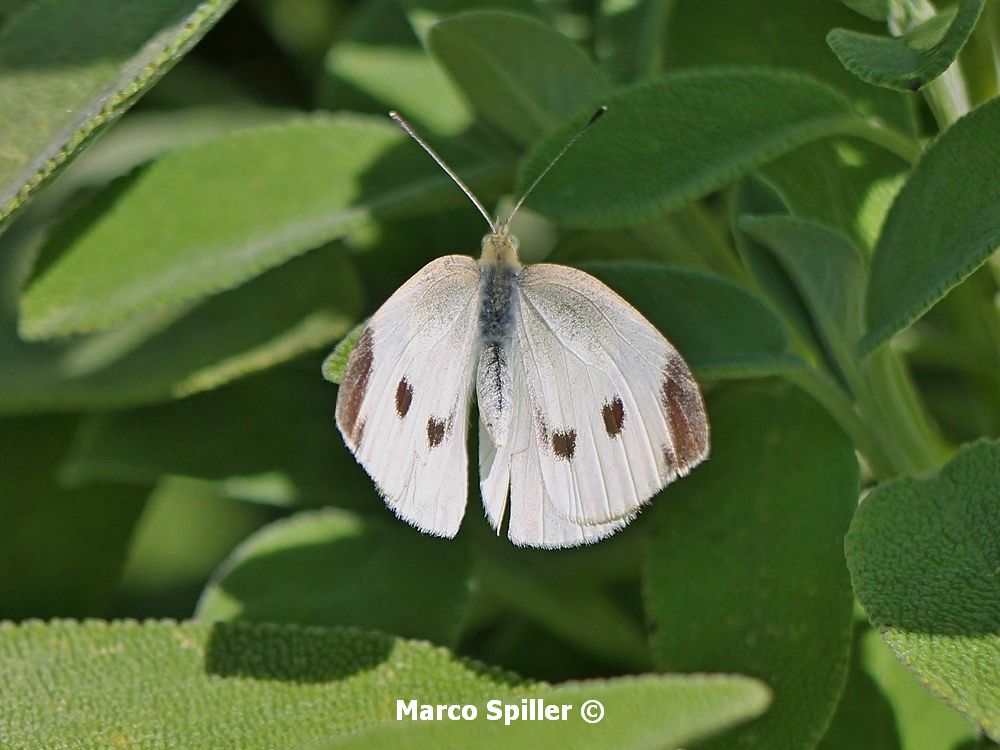 Pieris brassicae ? - No, Pieris rapae